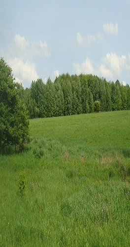 CENTER FIELD4
